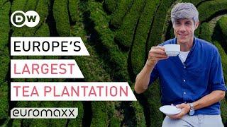 Europe's Oldest Tea Plantation On The Azores, Portugal | Europe To The Maxx