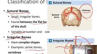 API Skeletal System Part 1