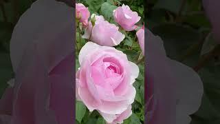 ‘ Olivia Rose Austin ‘ -(Ausmixture)no 20, fragrance rating 4⭐️s disease resistance rating 7⭐️s