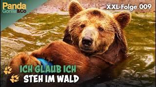 XXL-Wald-Spezial: Im Zoo geht es auf die Spuren der Waldtiere | Panda, Gorilla & Co.