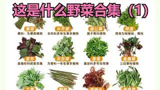 这是什么野菜之美味野菜和有毒植物合集（1）