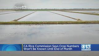 California Rice Commission Says Crop Numbers Won't Be Known Until End Of May