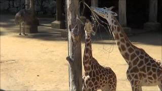 Auckland Zoo 1/1/2013 Clip 4.