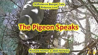 the pigeon speaks