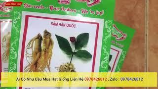 Hạt Giống Sâm Hàn Quốc - Hàng Chuẩn Chất Lượng Cao