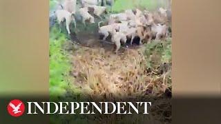 Footage appears to show pack of hounds savage fox in illegal hunt