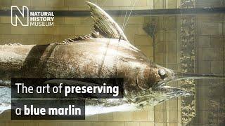 The art of preserving a blue marlin | Natural History Museum