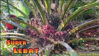 Panen sawit Super Lebat Buah Pokok rendah