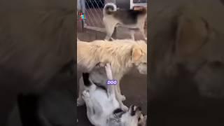 This Is How an Alpha Dog Corrects Aggression #facts #shorts
