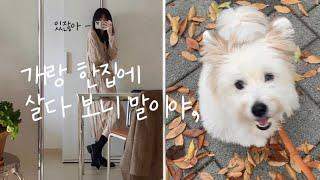 강아지와 한집살이 하다 보니 말이야...vlog️ 가을이니까 앞머리, 알뜰살뜰 쇼핑 (로퍼, 롱패딩, 다이소), 유기견 보호소 수건 기부, 사료 소분과 아무튼 낭만적인 새벽