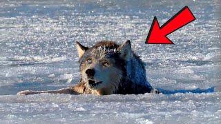 The Hunter Found a Half-Dead Wolf Frozen in the Ice, What He Did Next Will Shock You!