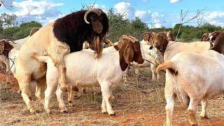  BOER GOAT FARM - Pieter Smith South African