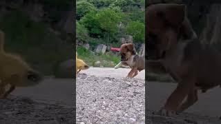 милое создание