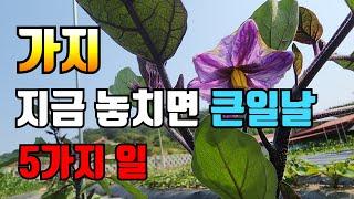 가지 시기 놓치면 안되는 5가지일