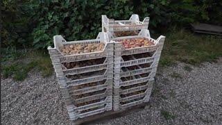 potato breeding #219 harvesting tubers from seedling plants TPS after phytophthora attack.