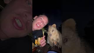 Adorable Quokka Joins Man for Dinner