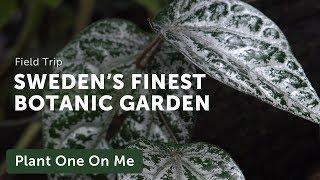 Botanical Tour at the Gothenburg Botanical Gardens — Ep. 185