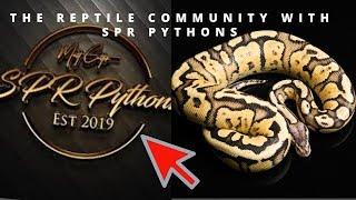 The Ball PythonCommunity with...SPR PYTHONS