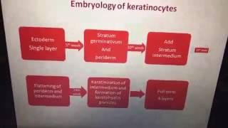 Dr Ahmed Shawky -- Introduction to Dermatopathology : Part 1 -- 24-4-2017