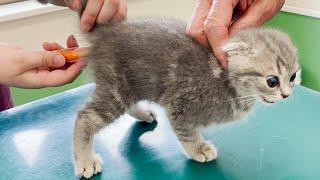 Kitten Lulu screaming at the first hospital