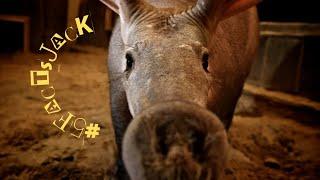 5 Facts About Aardvark #5factsjack #educational #education #animals #short #shorts #shortvideo