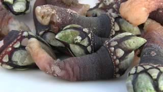 Galician Seafood Percebes Northern Spain