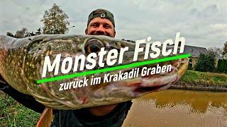 Hat dieser Fisch die Metermake erreicht ? Angeln am Krokodil Graben 