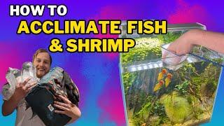 The 3 BEST ways to add fish & shrimp to your aquarium! (And why you would do each one)