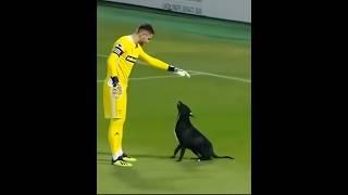 The CRAZIEST Animals in Football Moments