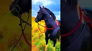 Edit Cavalo Mangalarga Marchador ️‍🩹, Gostaram?, #vaiprofycaramba #cavalos #foryou