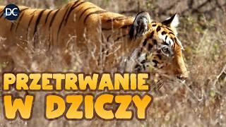 Przetrwanie w Dziczy: Tygrys, Skryty Łowca | Dokument o życiu dzikich zwierząt | Lektor PL