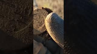 5 копеек 1879 г #коп2023 #коп #царскиемонеты #копсметаллоискателем #находка #монета