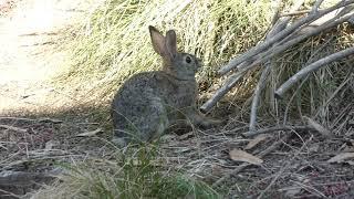 Cottontail builds a nest