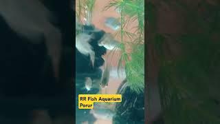 RR Fish Aquarium Promo | Porur - 9840474911 * check description