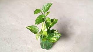 Money plants growing || So easy || Grow plants in waste plastic bottle