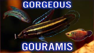 12 Beautiful Gourami Fish for Your Collection!