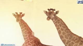 Lahore Zoo welcomes three Giraffe's