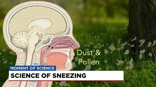 Moment of Science: Science of sneezing