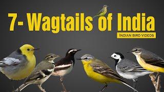 Interesting facts and details about all Wagtail Species in India