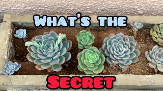 || WHAT’S  THE SECRET OF GROWING SUCCULENTS ? ||