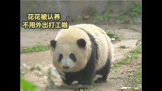 huahua hehua panda认养大熊猫花花需要多少条件，有什么特权？认养大熊猫还是非常有用的