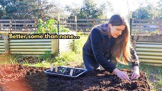 GARDEN VLOG I *Finally* planting broccoli, cauliflower, cabbage & more (brassicas) cold crop garden