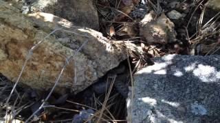 Twin spotted rattlesnake