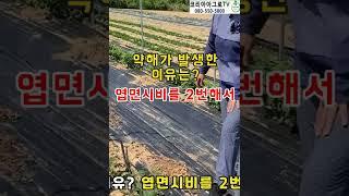 엽면시비를 이렇게 하면 위험한 이유 #shorts