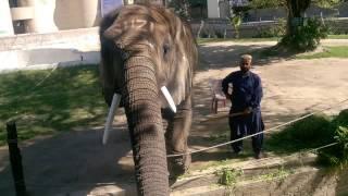 Lahore Zoo: elephant  (suzi) in front of visitors