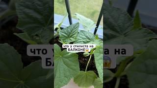 что у стилиста на балконе #цветы #сад #огород #стилист #цветыдлядома