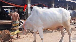 Gabtoli gorur haat 2021 | Biggest Cow Market 2021 | Biggest Cattle Market 2021