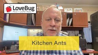 Learn About Kitchen Ants from LoveBug Pest Control