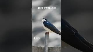 SO pretty Tree Swallow #Shorts