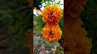 Gold like marigolds  #flowers #ytshorts #bloomgarden